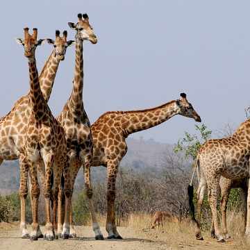 South Africa